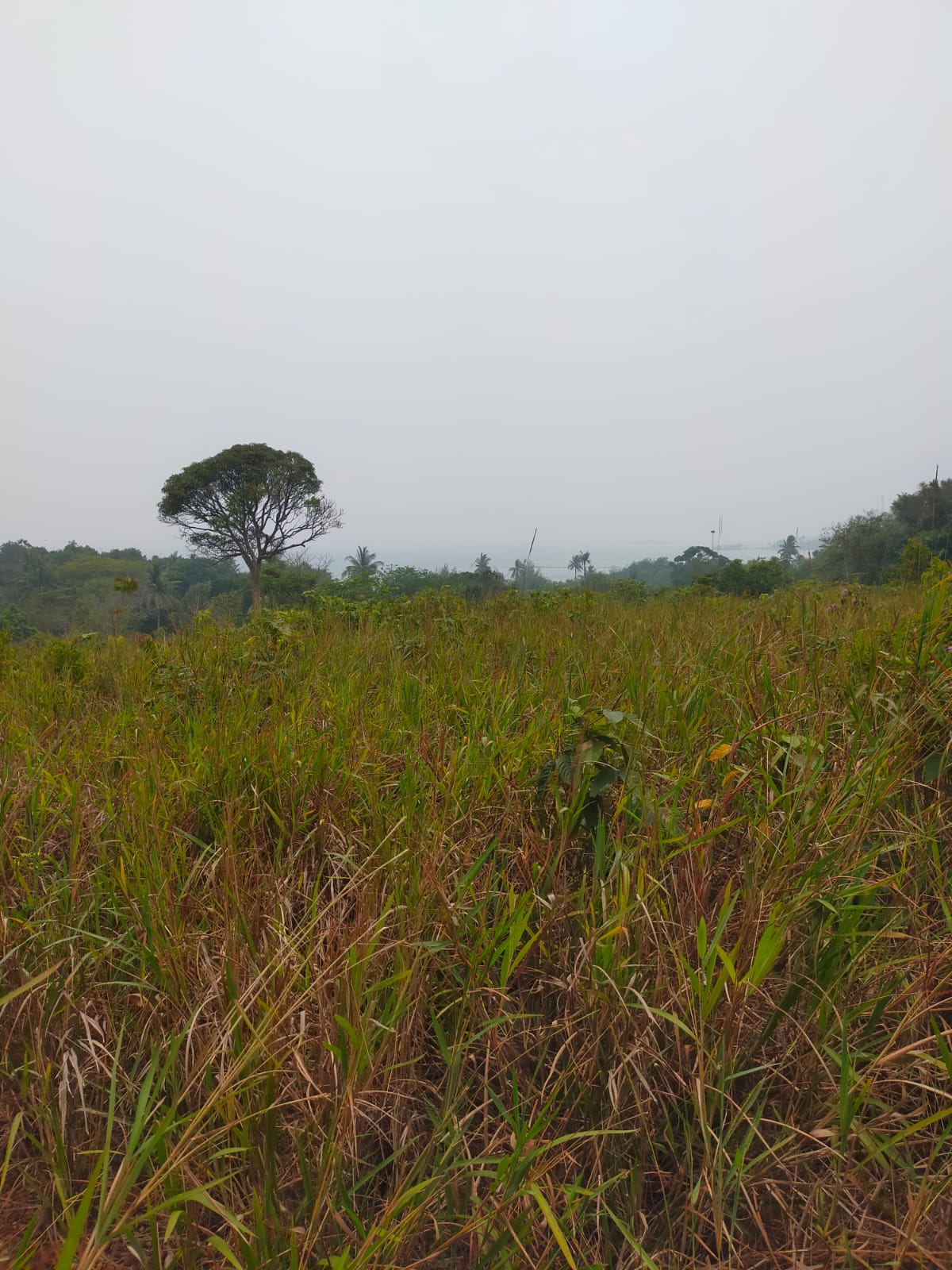 Bukit Belakang Pantai